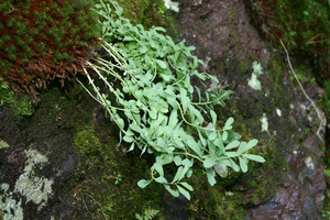 Photo By: Troy Weldy. Photo taken: Greene County, NY on 20 July 2004